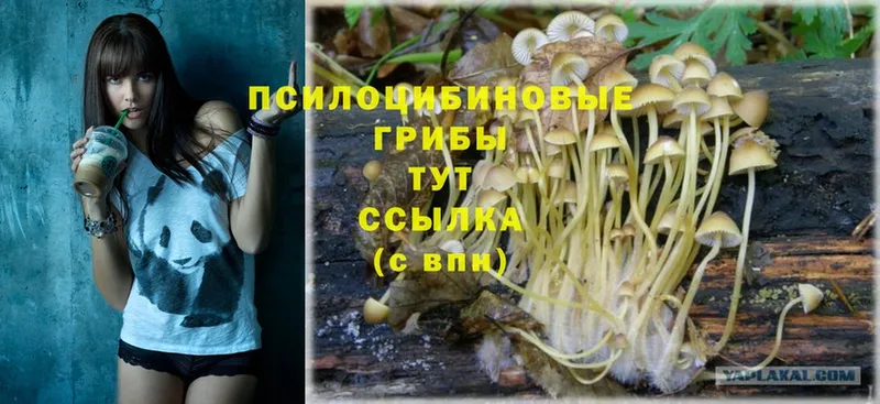 Галлюциногенные грибы MAGIC MUSHROOMS  hydra ссылки  Бийск 